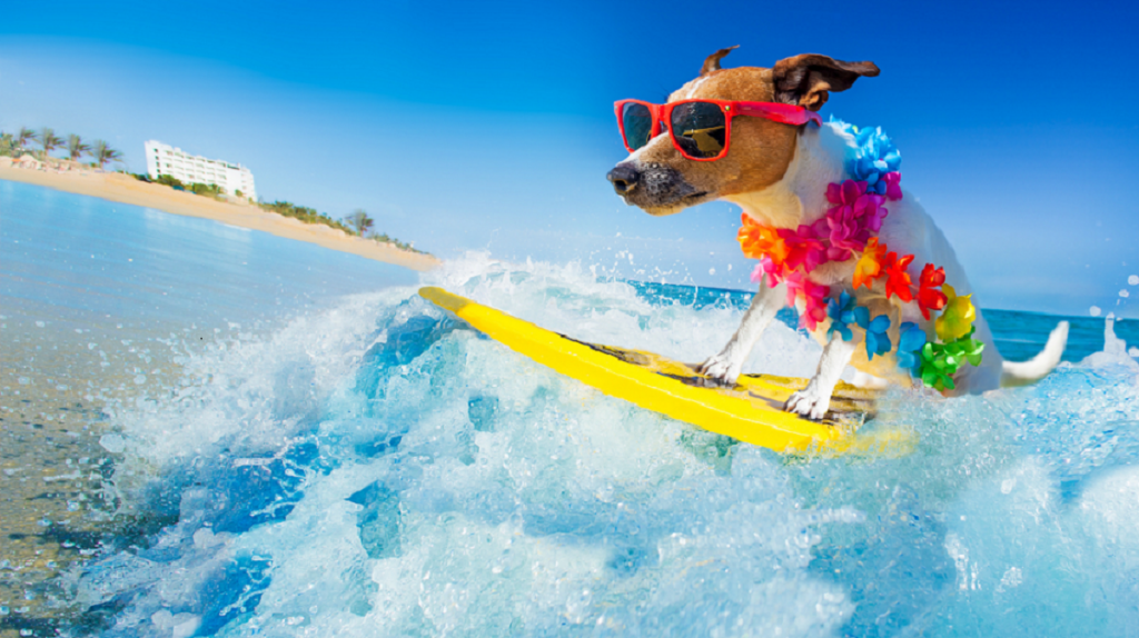 Summer-pets-care-1024x574 Summer-pets-care-1024x574